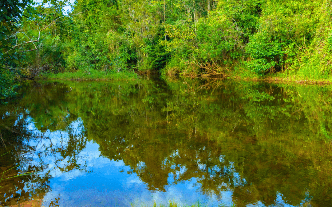 Yary: O Cedro Rosa e a Alma da Floresta
