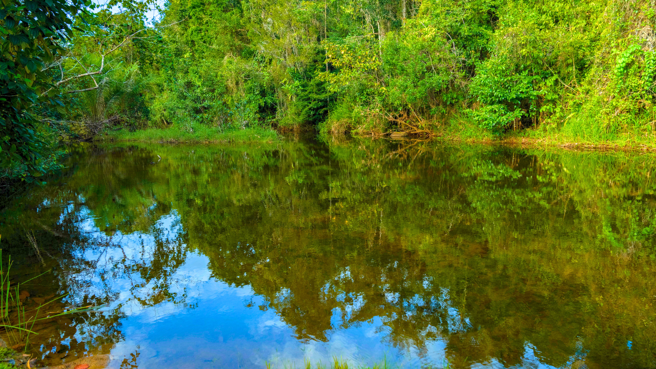 A grande revelacao, irineu
